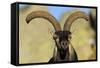 Male Spanish Ibex (Capra Pyrenaica) Portrait, Sierra De Gredos, Spain, November 2008-Widstrand-Framed Stretched Canvas