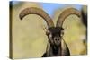 Male Spanish Ibex (Capra Pyrenaica) Portrait, Sierra De Gredos, Spain, November 2008-Widstrand-Stretched Canvas