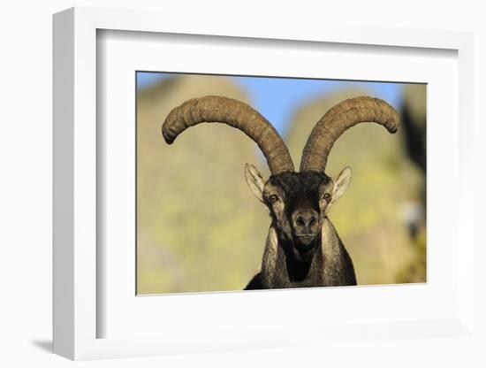 Male Spanish Ibex (Capra Pyrenaica) Portrait, Sierra De Gredos, Spain, November 2008-Widstrand-Framed Photographic Print