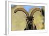 Male Spanish Ibex (Capra Pyrenaica) Portrait, Sierra De Gredos, Spain, November 2008-Widstrand-Framed Photographic Print