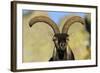 Male Spanish Ibex (Capra Pyrenaica) Portrait, Sierra De Gredos, Spain, November 2008-Widstrand-Framed Photographic Print