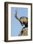 Male Spanish Ibex (Capra Pyrenaica) Portrait, Sierra De Gredos, Spain, November 2008-Widstrand-Framed Photographic Print