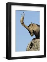 Male Spanish Ibex (Capra Pyrenaica) Portrait, Sierra De Gredos, Spain, November 2008-Widstrand-Framed Photographic Print