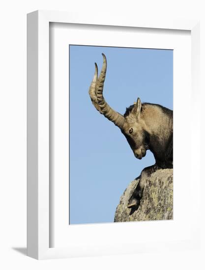 Male Spanish Ibex (Capra Pyrenaica) Portrait, Sierra De Gredos, Spain, November 2008-Widstrand-Framed Photographic Print