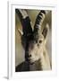 Male Spanish Ibex (Capra Pyrenaica) Portrait, Sierra De Gredos, Spain, November 2008-Widstrand-Framed Photographic Print