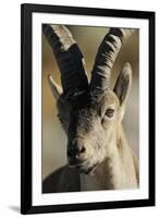 Male Spanish Ibex (Capra Pyrenaica) Portrait, Sierra De Gredos, Spain, November 2008-Widstrand-Framed Photographic Print