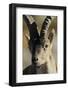 Male Spanish Ibex (Capra Pyrenaica) Portrait, Sierra De Gredos, Spain, November 2008-Widstrand-Framed Photographic Print