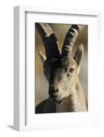 Male Spanish Ibex (Capra Pyrenaica) Portrait, Sierra De Gredos, Spain, November 2008-Widstrand-Framed Photographic Print