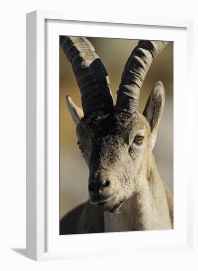 Male Spanish Ibex (Capra Pyrenaica) Portrait, Sierra De Gredos, Spain, November 2008-Widstrand-Framed Photographic Print