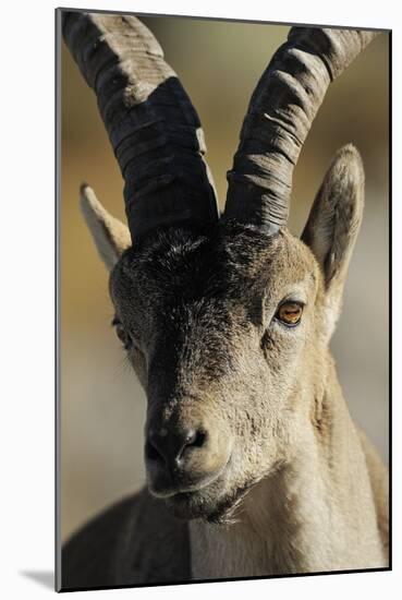 Male Spanish Ibex (Capra Pyrenaica) Portrait, Sierra De Gredos, Spain, November 2008-Widstrand-Mounted Photographic Print