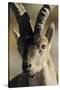 Male Spanish Ibex (Capra Pyrenaica) Portrait, Sierra De Gredos, Spain, November 2008-Widstrand-Stretched Canvas