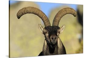 Male Spanish Ibex (Capra Pyrenaica) Portrait, Sierra De Gredos, Spain, November 2008-Widstrand-Stretched Canvas