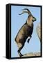 Male Spanish Ibex Standing on Hind Legs, About to Jump, Sierra De Gredos, Spain, November-Widstrand-Framed Stretched Canvas
