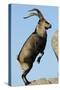 Male Spanish Ibex Standing on Hind Legs, About to Jump, Sierra De Gredos, Spain, November-Widstrand-Stretched Canvas