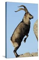 Male Spanish Ibex Standing on Hind Legs, About to Jump, Sierra De Gredos, Spain, November-Widstrand-Stretched Canvas