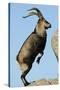 Male Spanish Ibex Standing on Hind Legs, About to Jump, Sierra De Gredos, Spain, November-Widstrand-Stretched Canvas