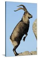 Male Spanish Ibex Standing on Hind Legs, About to Jump, Sierra De Gredos, Spain, November-Widstrand-Stretched Canvas