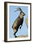 Male Spanish Ibex Standing on Hind Legs, About to Jump, Sierra De Gredos, Spain, November-Widstrand-Framed Photographic Print