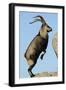 Male Spanish Ibex Standing on Hind Legs, About to Jump, Sierra De Gredos, Spain, November-Widstrand-Framed Photographic Print