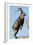 Male Spanish Ibex Standing on Hind Legs, About to Jump, Sierra De Gredos, Spain, November-Widstrand-Framed Photographic Print