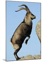 Male Spanish Ibex Standing on Hind Legs, About to Jump, Sierra De Gredos, Spain, November-Widstrand-Mounted Photographic Print