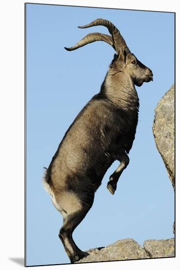 Male Spanish Ibex Standing on Hind Legs, About to Jump, Sierra De Gredos, Spain, November-Widstrand-Mounted Photographic Print