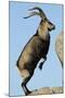 Male Spanish Ibex Standing on Hind Legs, About to Jump, Sierra De Gredos, Spain, November-Widstrand-Mounted Photographic Print
