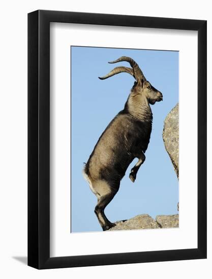 Male Spanish Ibex Standing on Hind Legs, About to Jump, Sierra De Gredos, Spain, November-Widstrand-Framed Photographic Print