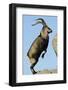 Male Spanish Ibex Standing on Hind Legs, About to Jump, Sierra De Gredos, Spain, November-Widstrand-Framed Photographic Print
