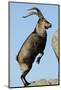 Male Spanish Ibex Standing on Hind Legs, About to Jump, Sierra De Gredos, Spain, November-Widstrand-Mounted Photographic Print