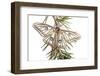 Male Spanish Luna - Isabelline Moth (Graellsia Isabellina) on Twig, Queyras Natural Park, France-Benvie-Framed Photographic Print