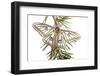 Male Spanish Luna - Isabelline Moth (Graellsia Isabellina) on Twig, Queyras Natural Park, France-Benvie-Framed Photographic Print