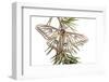 Male Spanish Luna - Isabelline Moth (Graellsia Isabellina) on Twig, Queyras Natural Park, France-Benvie-Framed Photographic Print