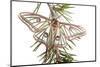 Male Spanish Luna - Isabelline Moth (Graellsia Isabellina) on Twig, Queyras Natural Park, France-Benvie-Mounted Photographic Print