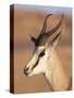 Male Springbok (Antidorcas Marsupialis), Kalahari Gemsbok National Park, South Africa, Africa-Steve & Ann Toon-Stretched Canvas