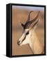 Male Springbok (Antidorcas Marsupialis), Kalahari Gemsbok National Park, South Africa, Africa-Steve & Ann Toon-Framed Stretched Canvas