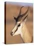 Male Springbok (Antidorcas Marsupialis), Kalahari Gemsbok National Park, South Africa, Africa-Steve & Ann Toon-Stretched Canvas