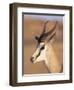 Male Springbok (Antidorcas Marsupialis), Kalahari Gemsbok National Park, South Africa, Africa-Steve & Ann Toon-Framed Photographic Print