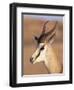 Male Springbok (Antidorcas Marsupialis), Kalahari Gemsbok National Park, South Africa, Africa-Steve & Ann Toon-Framed Photographic Print