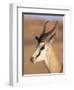 Male Springbok (Antidorcas Marsupialis), Kalahari Gemsbok National Park, South Africa, Africa-Steve & Ann Toon-Framed Photographic Print