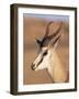 Male Springbok (Antidorcas Marsupialis), Kalahari Gemsbok National Park, South Africa, Africa-Steve & Ann Toon-Framed Photographic Print