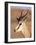 Male Springbok (Antidorcas Marsupialis), Kalahari Gemsbok National Park, South Africa, Africa-Steve & Ann Toon-Framed Photographic Print