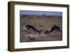 Male Springboks Sparring-Paul Souders-Framed Photographic Print