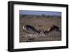 Male Springboks Sparring-Paul Souders-Framed Photographic Print