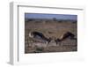 Male Springboks Sparring-Paul Souders-Framed Photographic Print