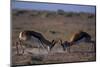 Male Springboks Sparring-Paul Souders-Mounted Photographic Print