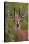 Male Steenbok (Raphicerus Campestris), Kruger National Park, South Africa, Africa-James-Stretched Canvas