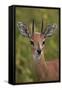 Male Steenbok (Raphicerus Campestris), Kruger National Park, South Africa, Africa-James-Framed Stretched Canvas