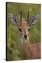 Male Steenbok (Raphicerus Campestris), Kruger National Park, South Africa, Africa-James-Stretched Canvas