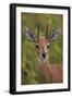 Male Steenbok (Raphicerus Campestris), Kruger National Park, South Africa, Africa-James-Framed Photographic Print